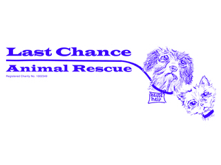 chance last rescue animal charity case study mean does
