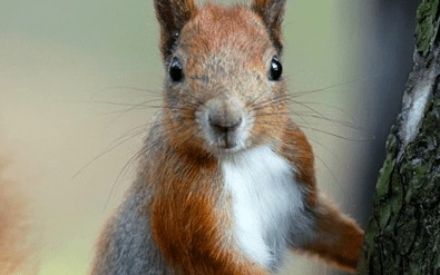 How Woodland Trust worked with Give as you Live
