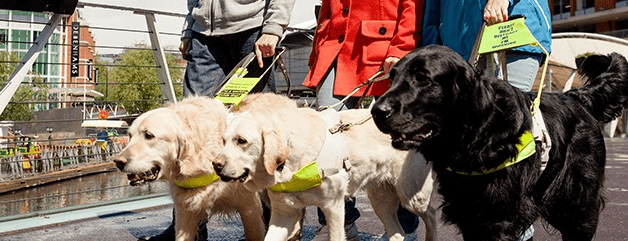 Guide Dogs case study