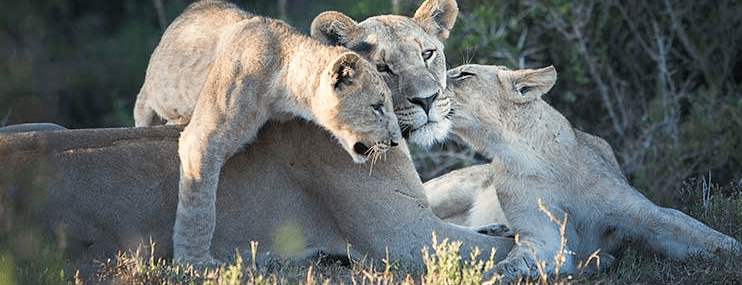 Born Free Foundation case study