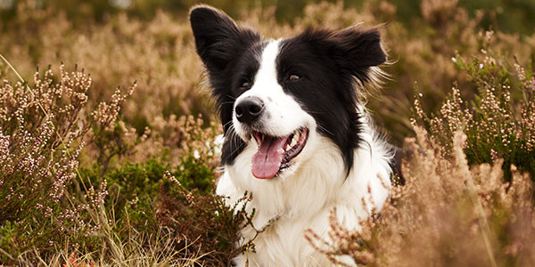 Animal case studies